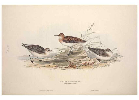 Reproducción/Reproduction 32902757718: The birds of Europe.. London,Printed by R. and J.E. Taylor, pub. by the author,1837.. 