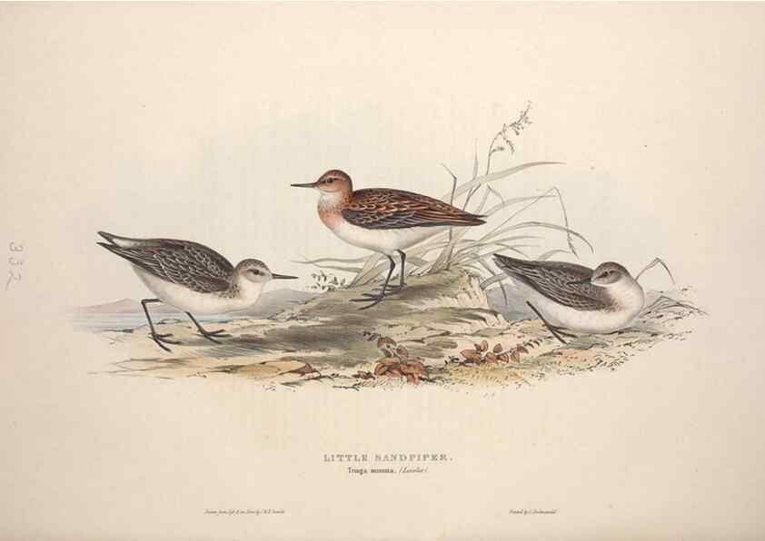 Reproducción/Reproduction 32902757718: The birds of Europe.. London,Printed by R. and J.E. Taylor, pub. by the author,1837.. 
