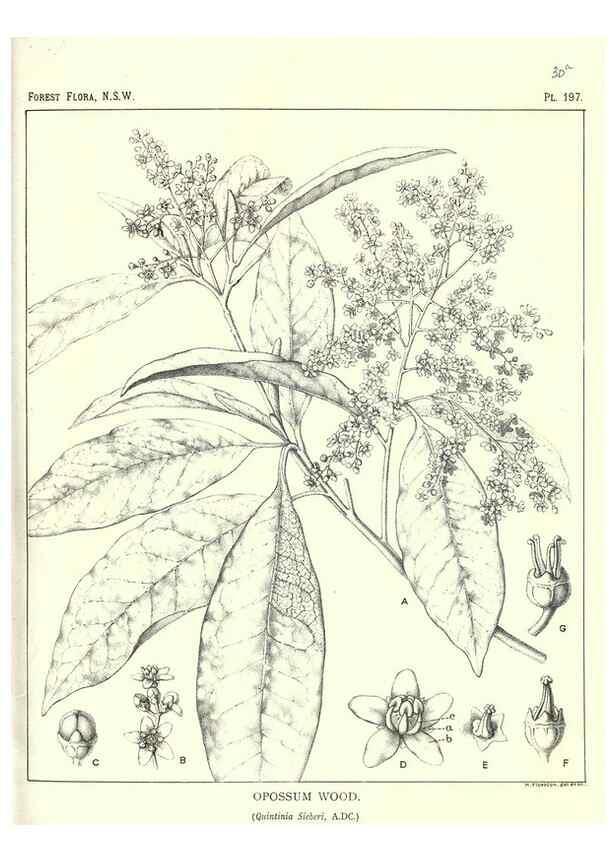 Reproducción/Reproduction 33055182068: The forest flora of New South Wales /. Sydney :W. A. Gullick,1902-1925.. 