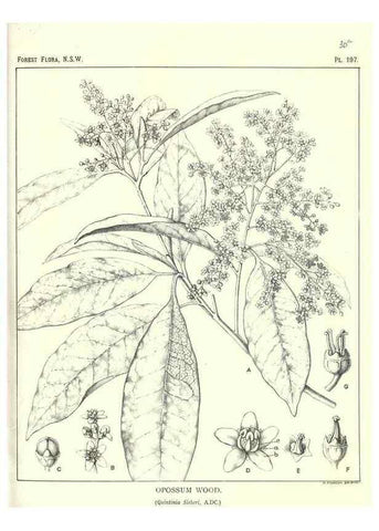 Reproducción/Reproduction 33055182068: The forest flora of New South Wales /. Sydney :W. A. Gullick,1902-1925.. 
