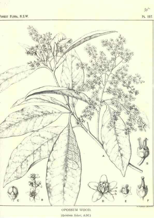Reproducción/Reproduction 33055182068: The forest flora of New South Wales /. Sydney :W. A. Gullick,1902-1925.. 