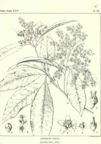 Reproducción/Reproduction 33055182068: The forest flora of New South Wales /. Sydney :W. A. Gullick,1902-1925.. 