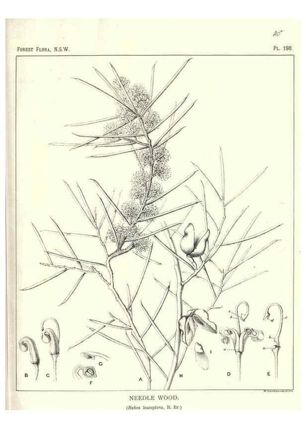 Reproducción/Reproduction 46016606145: The forest flora of New South Wales /. Sydney :W. A. Gullick,1902-1925.. 