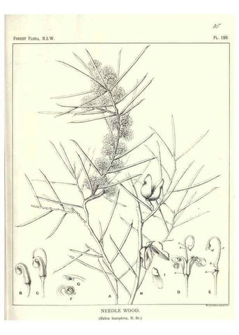 Reproducción/Reproduction 46016606145: The forest flora of New South Wales /. Sydney :W. A. Gullick,1902-1925.. 