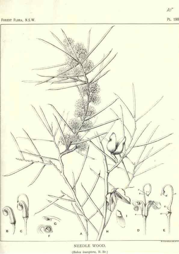 Reproducción/Reproduction 46016606145: The forest flora of New South Wales /. Sydney :W. A. Gullick,1902-1925.. 