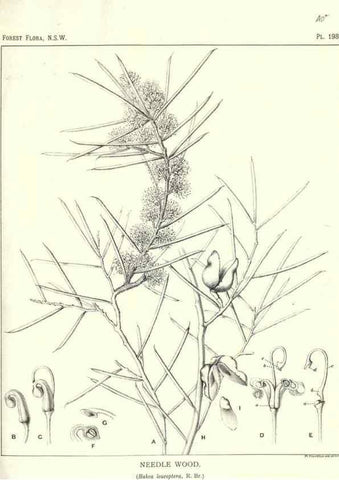Reproducción/Reproduction 46016606145: The forest flora of New South Wales /. Sydney :W. A. Gullick,1902-1925.. 