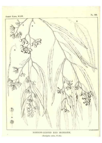 Reproducción/Reproduction 39966158473: The forest flora of New South Wales /. Sydney :W. A. Gullick,1902-1925.. 