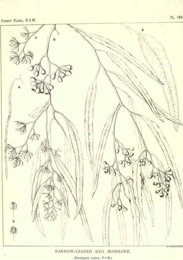 Reproducción/Reproduction 39966158473: The forest flora of New South Wales /. Sydney :W. A. Gullick,1902-1925.. 