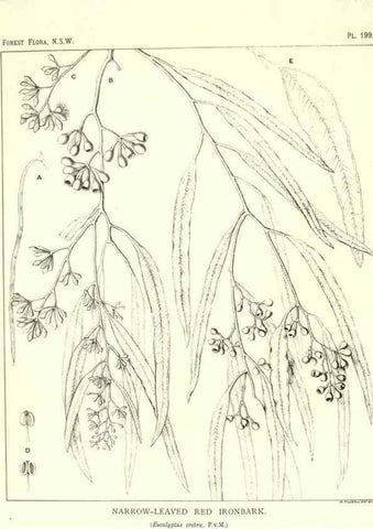 Reproducción/Reproduction 39966158473: The forest flora of New South Wales /. Sydney :W. A. Gullick,1902-1925.. 