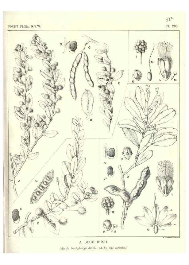 Reproducción/Reproduction 39966159403: The forest flora of New South Wales /. Sydney :W. A. Gullick,1902-1925.. 