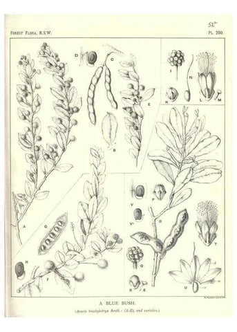 Reproducción/Reproduction 39966159403: The forest flora of New South Wales /. Sydney :W. A. Gullick,1902-1925.. 