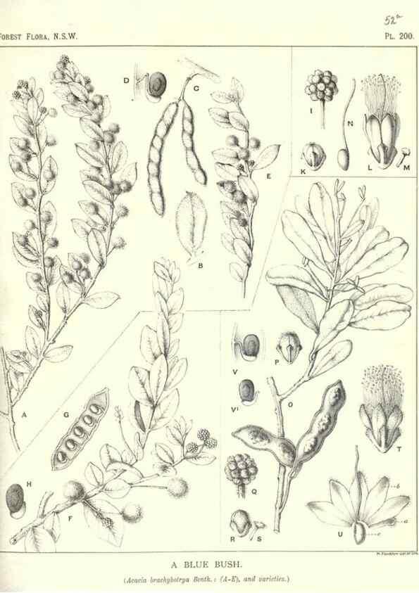 Reproducción/Reproduction 39966159403: The forest flora of New South Wales /. Sydney :W. A. Gullick,1902-1925.. 