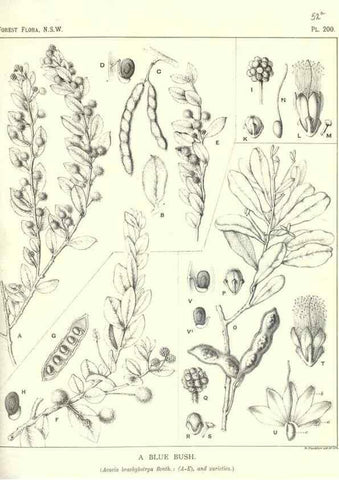 Reproducción/Reproduction 39966159403: The forest flora of New South Wales /. Sydney :W. A. Gullick,1902-1925.. 