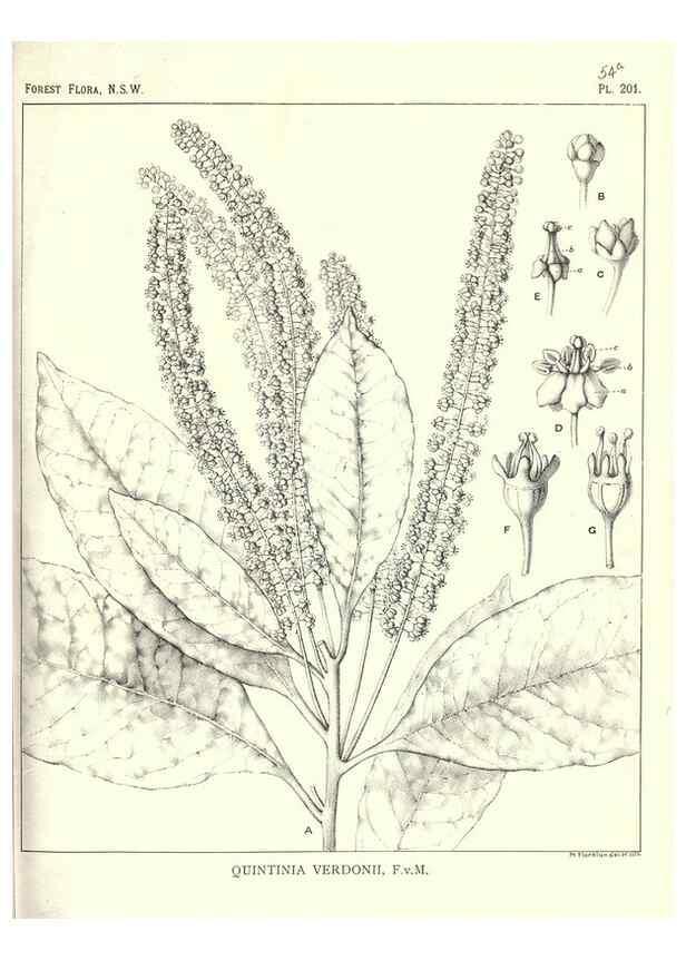 Reproducción/Reproduction 31989641897: The forest flora of New South Wales /. Sydney :W. A. Gullick,1902-1925.. 
