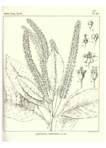 Reproducción/Reproduction 31989641897: The forest flora of New South Wales /. Sydney :W. A. Gullick,1902-1925.. 