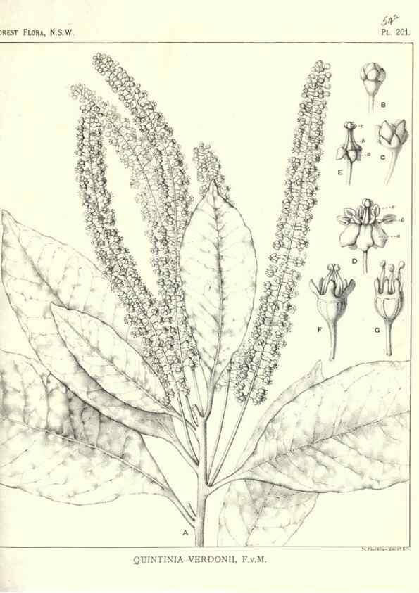 Reproducción/Reproduction 31989641897: The forest flora of New South Wales /. Sydney :W. A. Gullick,1902-1925.. 