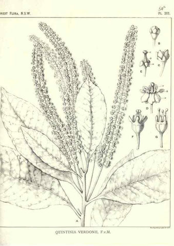 Reproducción/Reproduction 31989641897: The forest flora of New South Wales /. Sydney :W. A. Gullick,1902-1925.. 