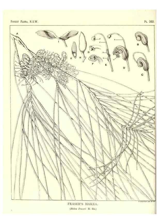 Reproducción/Reproduction 31989642667: The forest flora of New South Wales /. Sydney :W. A. Gullick,1902-1925.. 