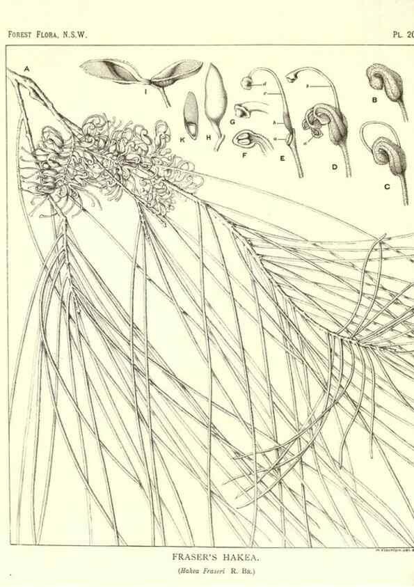 Reproducción/Reproduction 31989642667: The forest flora of New South Wales /. Sydney :W. A. Gullick,1902-1925.. 