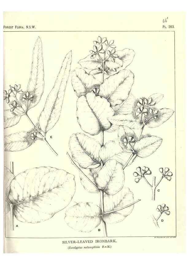 Reproducción/Reproduction 33055187428: The forest flora of New South Wales /. Sydney :W. A. Gullick,1902-1925.. 
