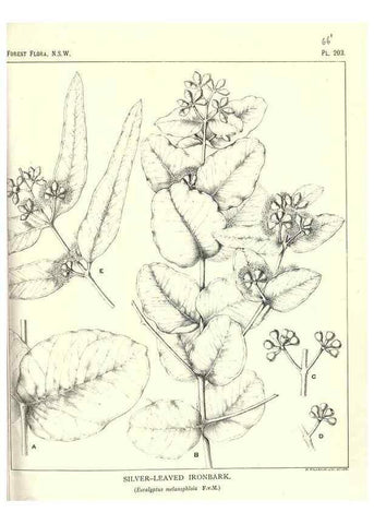 Reproducción/Reproduction 33055187428: The forest flora of New South Wales /. Sydney :W. A. Gullick,1902-1925.. 