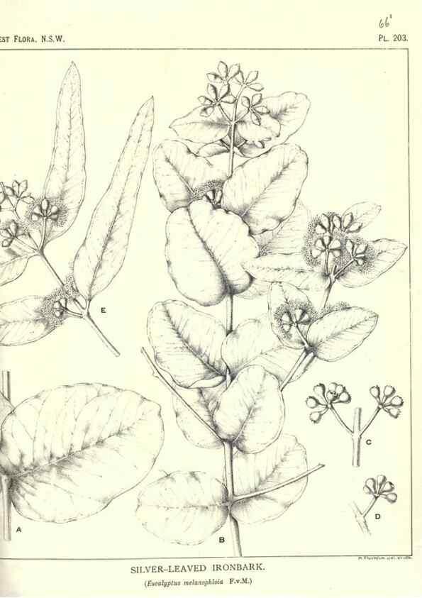 Reproducción/Reproduction 33055187428: The forest flora of New South Wales /. Sydney :W. A. Gullick,1902-1925.. 