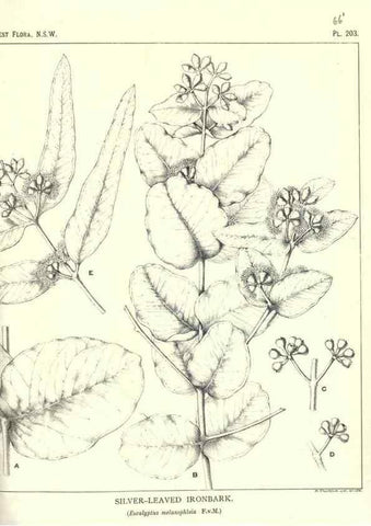 Reproducción/Reproduction 33055187428: The forest flora of New South Wales /. Sydney :W. A. Gullick,1902-1925.. 