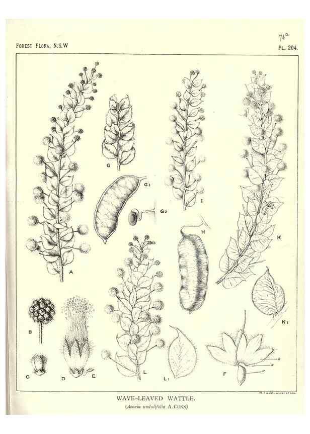 Reproducción/Reproduction 46930642901: The forest flora of New South Wales /. Sydney :W. A. Gullick,1902-1925.. 