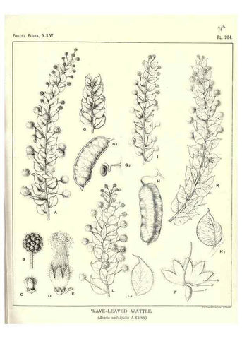 Reproducción/Reproduction 46930642901: The forest flora of New South Wales /. Sydney :W. A. Gullick,1902-1925.. 