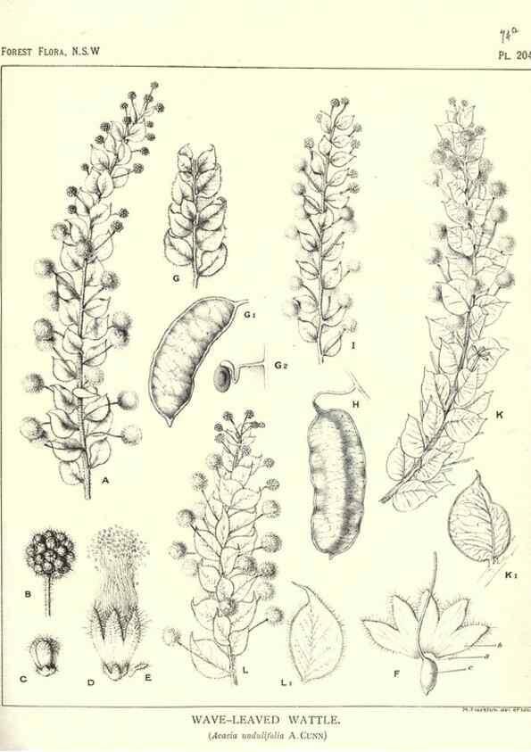 Reproducción/Reproduction 46930642901: The forest flora of New South Wales /. Sydney :W. A. Gullick,1902-1925.. 