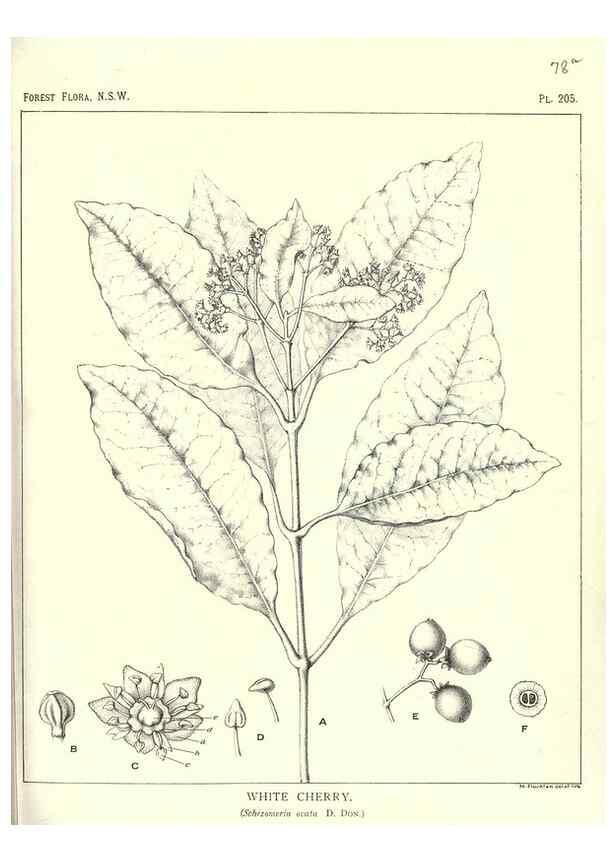 Reproducción/Reproduction 31989644577: The forest flora of New South Wales /. Sydney :W. A. Gullick,1902-1925.. 
