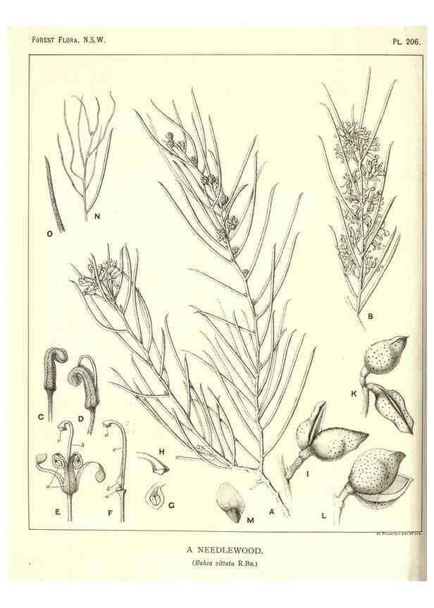 Reproducción/Reproduction 46930643661: The forest flora of New South Wales /. Sydney :W. A. Gullick,1902-1925.. 