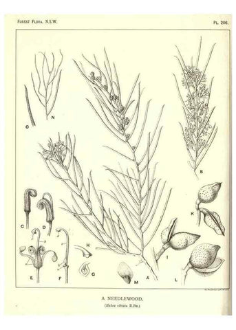 Reproducción/Reproduction 46930643661: The forest flora of New South Wales /. Sydney :W. A. Gullick,1902-1925.. 