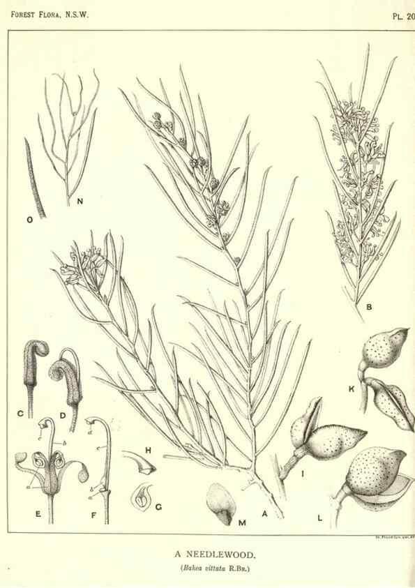 Reproducción/Reproduction 46930643661: The forest flora of New South Wales /. Sydney :W. A. Gullick,1902-1925.. 