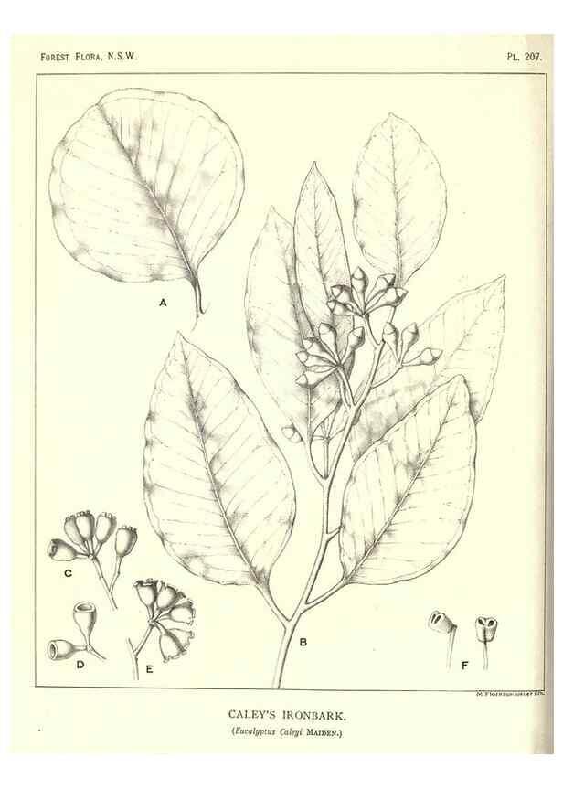 Reproducción/Reproduction 39966165973: The forest flora of New South Wales /. Sydney :W. A. Gullick,1902-1925.. 