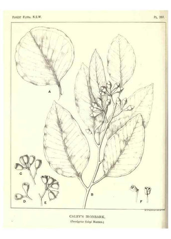 Reproducción/Reproduction 39966165973: The forest flora of New South Wales /. Sydney :W. A. Gullick,1902-1925.. 