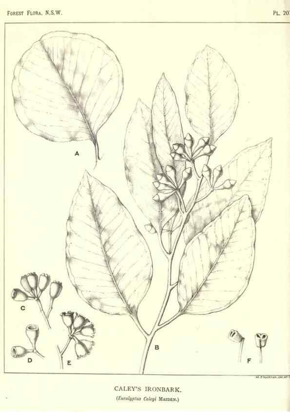 Reproducción/Reproduction 39966165973: The forest flora of New South Wales /. Sydney :W. A. Gullick,1902-1925.. 