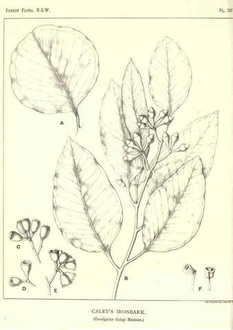 Reproducción/Reproduction 39966165973: The forest flora of New South Wales /. Sydney :W. A. Gullick,1902-1925.. 