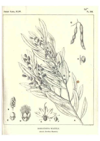 Reproducción/Reproduction 39966166573: The forest flora of New South Wales /. Sydney :W. A. Gullick,1902-1925.. 