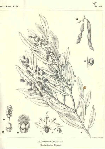 Reproducción/Reproduction 39966166573: The forest flora of New South Wales /. Sydney :W. A. Gullick,1902-1925.. 