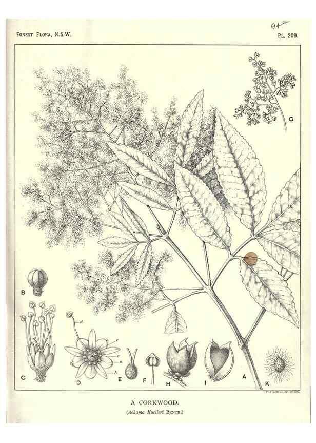 Reproducción/Reproduction 46205958754: The forest flora of New South Wales /. Sydney :W. A. Gullick,1902-1925.. 