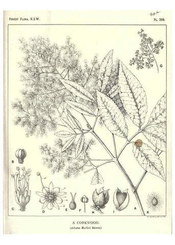 Reproducción/Reproduction 46205958754: The forest flora of New South Wales /. Sydney :W. A. Gullick,1902-1925.. 