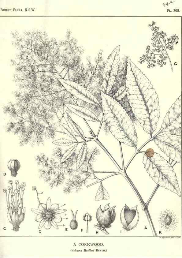 Reproducción/Reproduction 46205958754: The forest flora of New South Wales /. Sydney :W. A. Gullick,1902-1925.. 