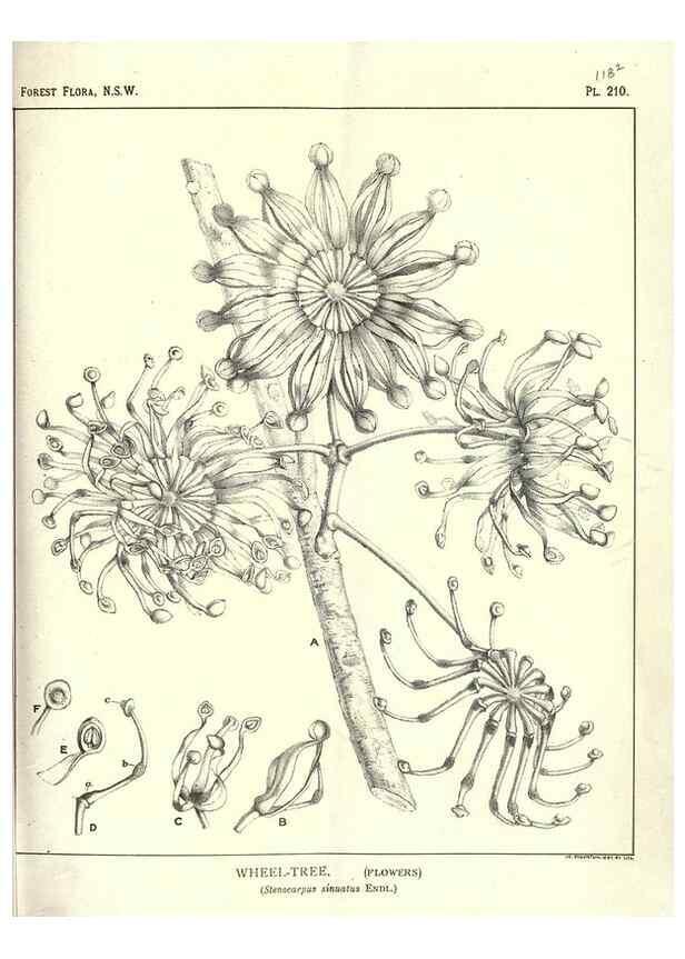 Reproducción/Reproduction 46205960064: The forest flora of New South Wales /. Sydney :W. A. Gullick,1902-1925.. 