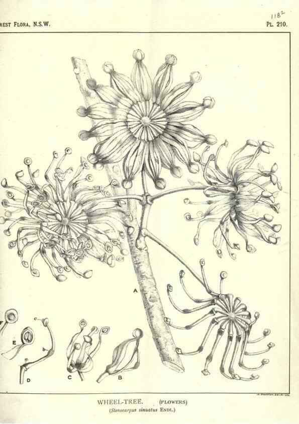 Reproducción/Reproduction 46205960064: The forest flora of New South Wales /. Sydney :W. A. Gullick,1902-1925.. 