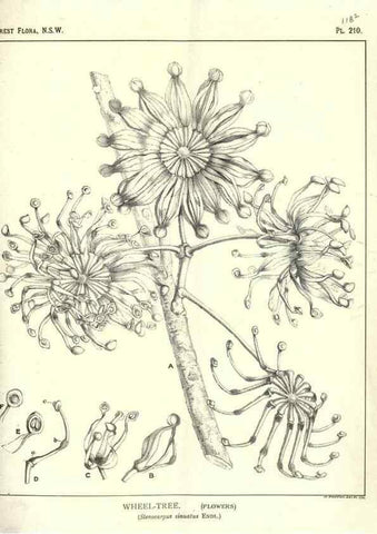 Reproducción/Reproduction 46205960064: The forest flora of New South Wales /. Sydney :W. A. Gullick,1902-1925.. 