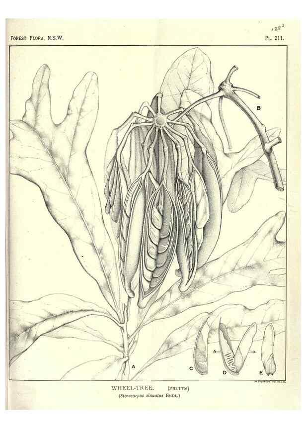 Reproducción/Reproduction 46205961584: The forest flora of New South Wales /. Sydney :W. A. Gullick,1902-1925.. 