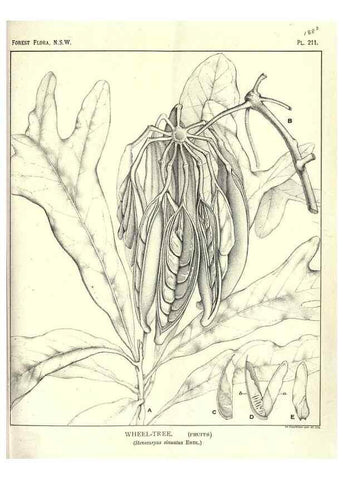 Reproducción/Reproduction 46205961584: The forest flora of New South Wales /. Sydney :W. A. Gullick,1902-1925.. 