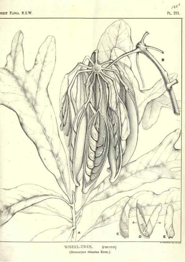 Reproducción/Reproduction 46205961584: The forest flora of New South Wales /. Sydney :W. A. Gullick,1902-1925.. 