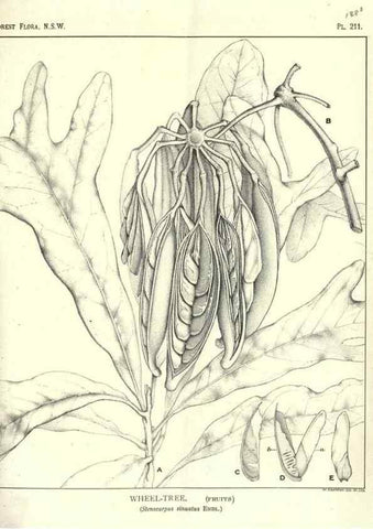 Reproducción/Reproduction 46205961584: The forest flora of New South Wales /. Sydney :W. A. Gullick,1902-1925.. 